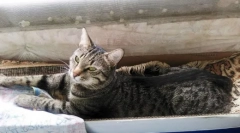 Cat exotic: čínská kočka dragon li hua